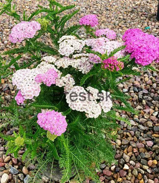 Achillea millefolium 'Appleblossom'